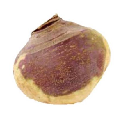 Kålrabi Danske 8 stk. ca. 8 kg.