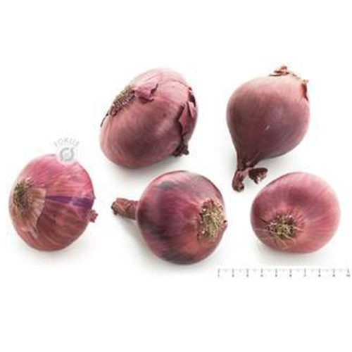 Løg Rødløg 75+ 10 kg.