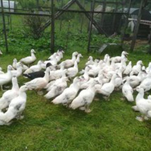 Moskusænder fra en fritgående besætning.