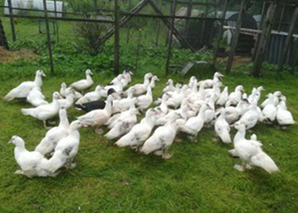 Moskusænder 3 kg. + 1 Moskusænder fra en fritgående besætning.