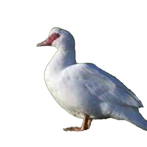 Moskusænder 3 kg.+ fra fritgående besætning.