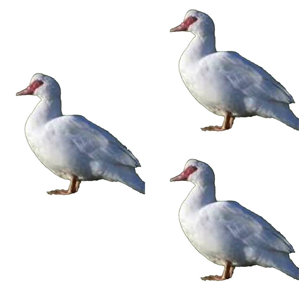 Moskusænder 3 kg.+3 stk. 1 Moskusænder 3 kg.+ 3 stk. fra fritgående besætning.