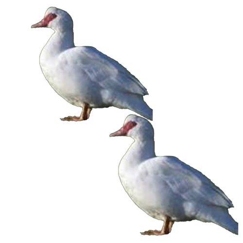 Moskusænder 3 kg.+ 2 stk. fra fritgående besætning.